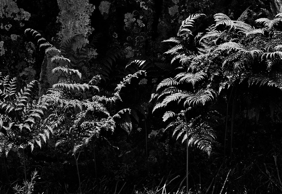 10_leaves.blackandwhite.jpg